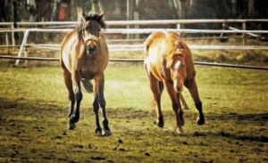Colts, Fillies, Geldings & Mares: What’s the Difference?