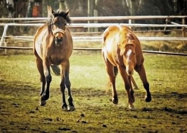 Colts, Fillies, Geldings & Mares: What’s the Difference?
