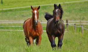Comeback Stories: Horses Who Returned to Win