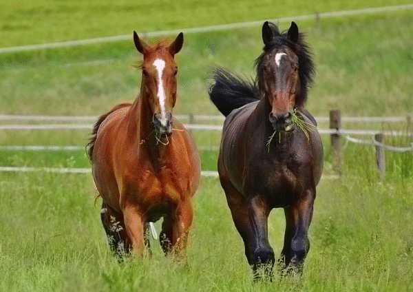 Comeback Stories: Horses Who Returned to Win