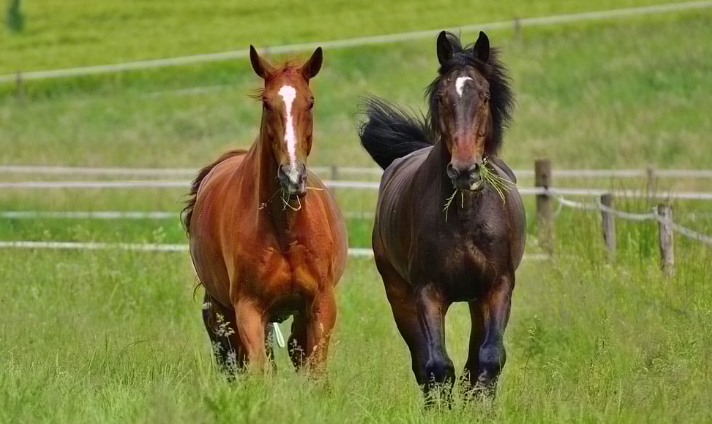Comeback Stories: Horses Who Returned to Win