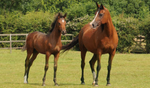 Common Misconceptions About Breeding
