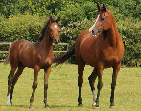 Common Misconceptions About Breeding