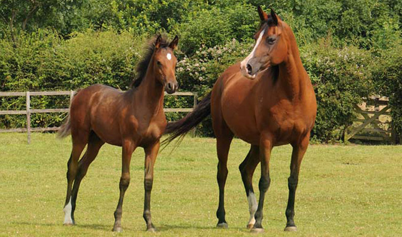 Common Misconceptions About Breeding