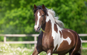 Color Genetics in Racehorses