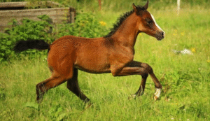 Common Misconceptions About Horse Welfare
