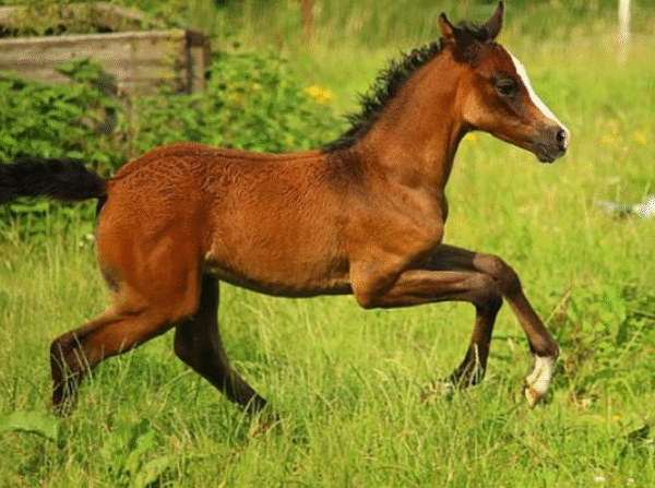 Common Misconceptions About Horse Welfare