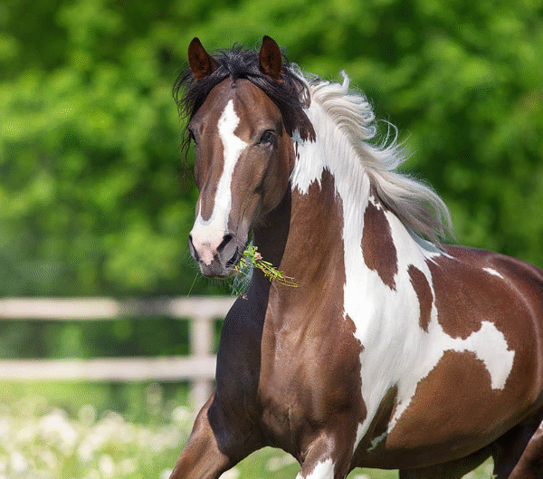 Color Genetics in Racehorses
